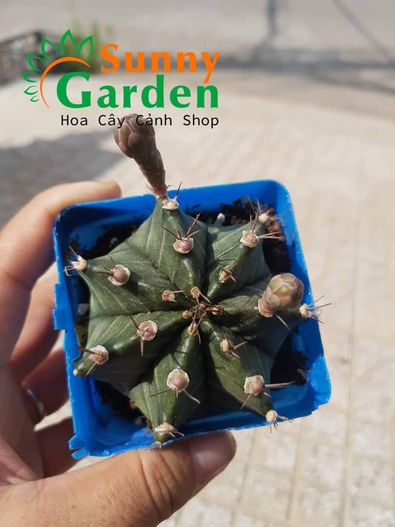 Xương Rồng Gymno 7-8cm - Đang Nụ