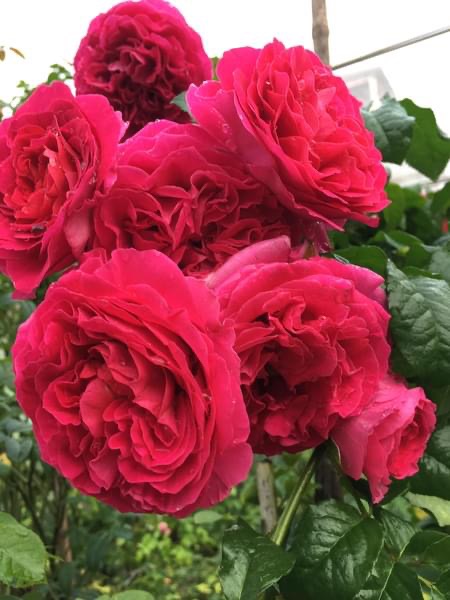 Hoa hồng Ngoại Kate Rose