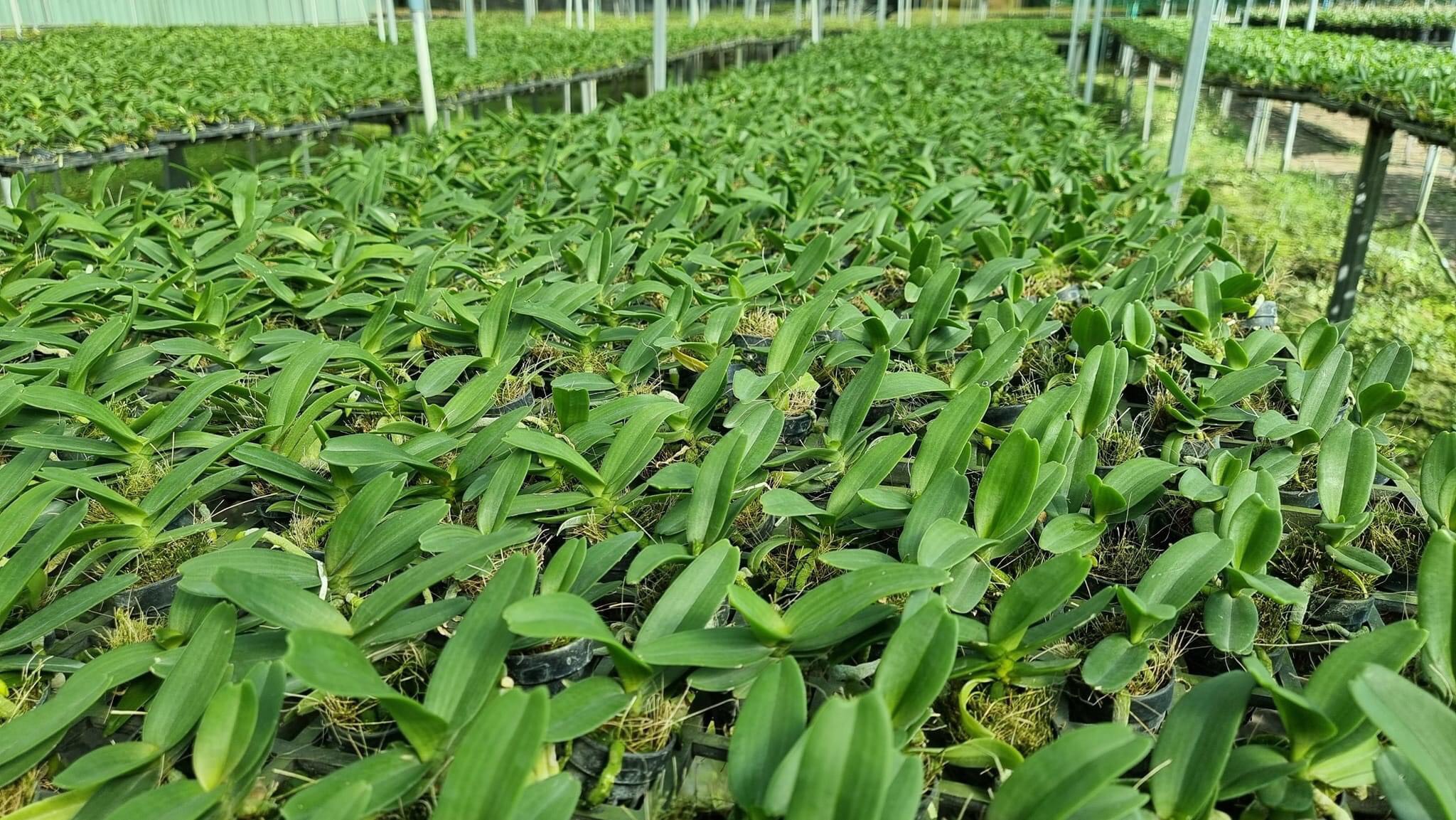 Ngọc điểm cây giống