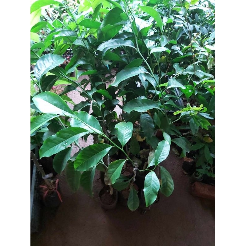 Cây giống chòi mòi