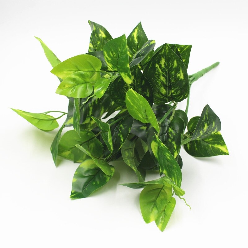 Cụm Cỏ Lá Trầu Bà Đốm Dài 20cm