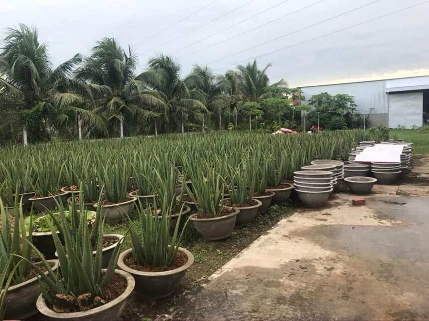 5 Cây nha đam mỹ bẹ siêu to đẹp