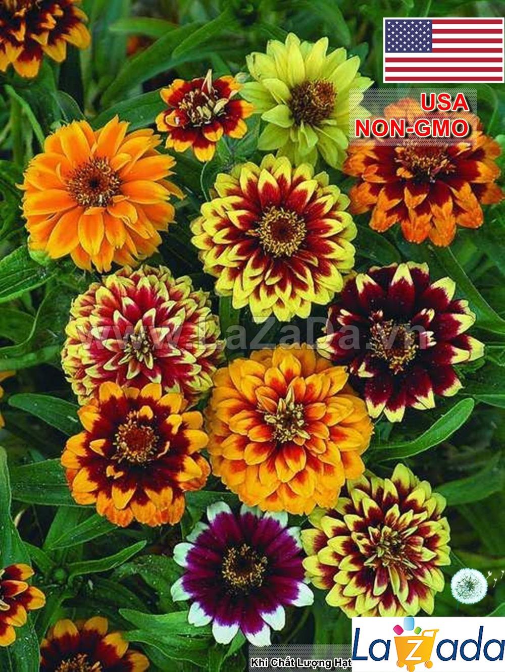 BỘ 5GÓI 30h Hạt Giống Cúc Lá Nhám Lùn Siêu Chịu Nhiệt Cực Dễ Trồng (C4.200| B42*V73)