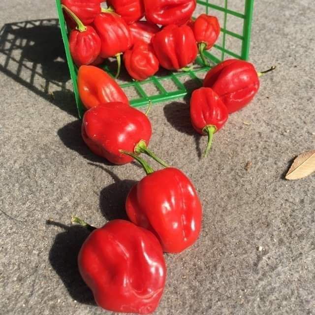 HẠT ỚT SIÊU CAY RED HABANERO (gói 10 hạt)