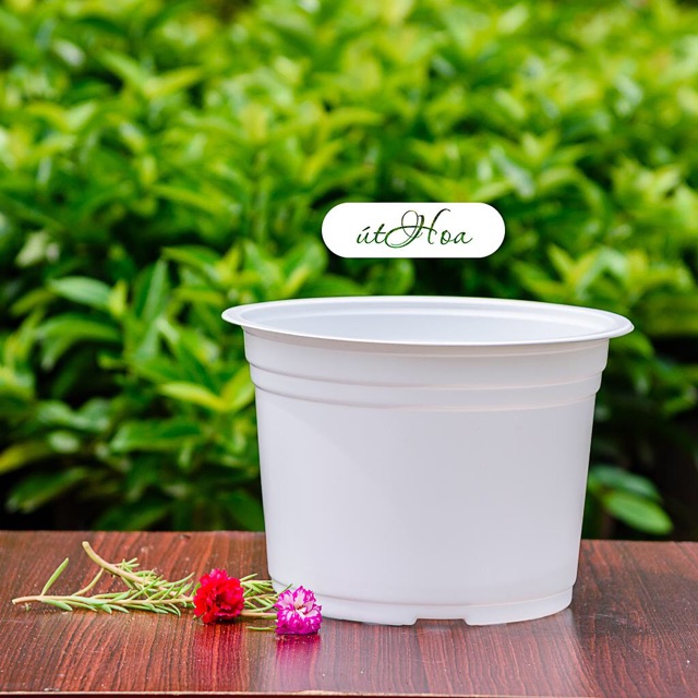 combo 10 chậu nhựa T23 cũ