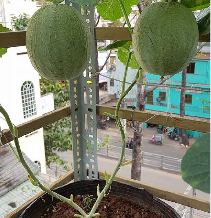Combo of 2 Packs of Melon Seeds - (Cantaloupe - Super Sweet Pear Melon)