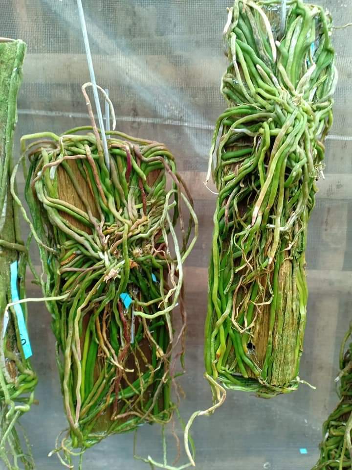 Căn Diệp khủng hàng sưu tầm