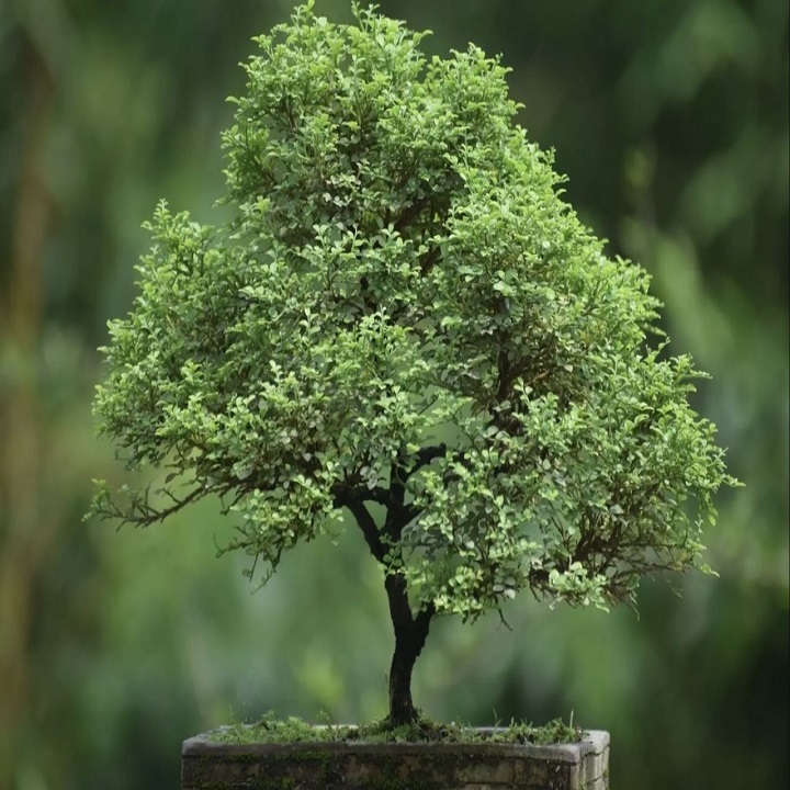 CHẬU CÂY NGUYỆT QUẾ LÙN BONSAI - CCNQLBS