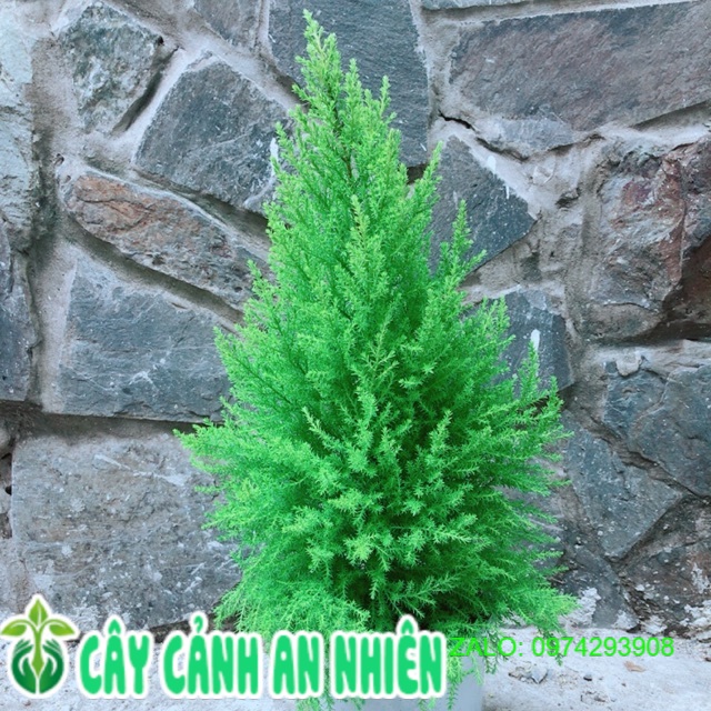 Tùng thơm cao 55cm ngang 20cm