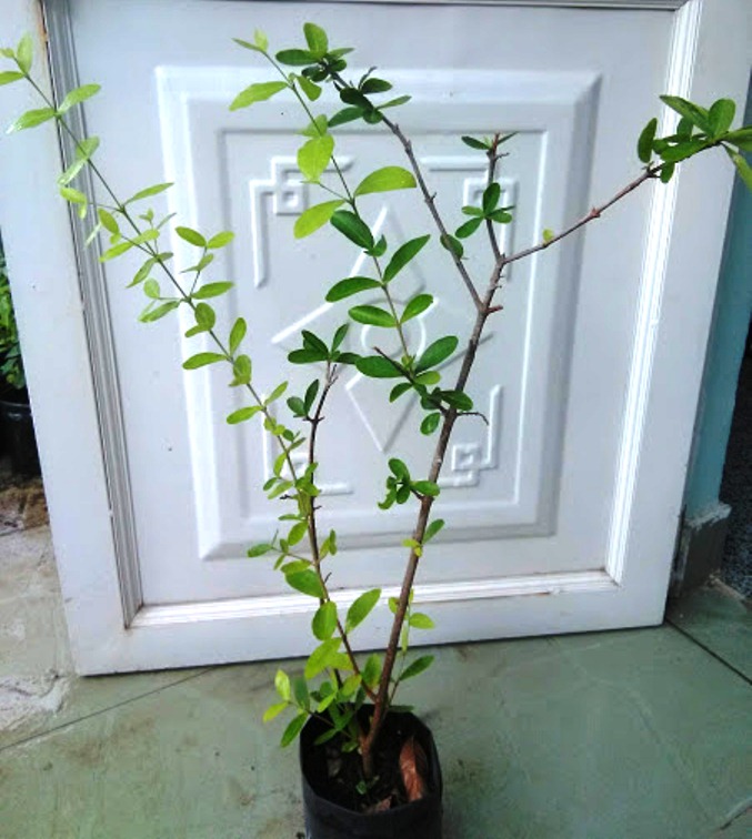 2 Cây sơ ri chiều cao 50-60cm