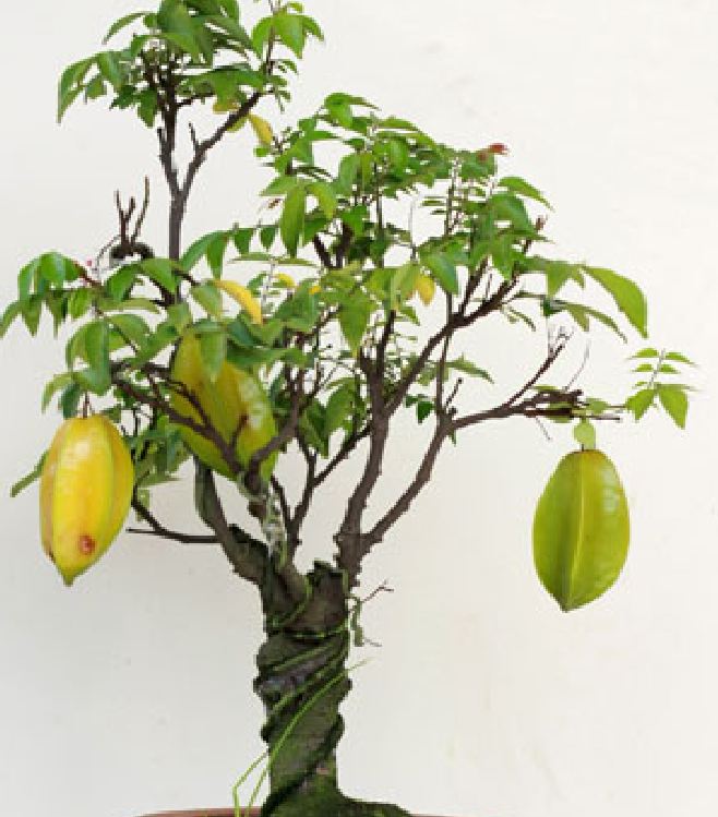 Hạt Giống Khế NGọt Siêu Quả - gói 5 hạt