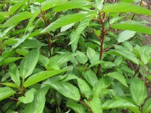Hạt Giống Rau Đay Đỏ (gói 20g)