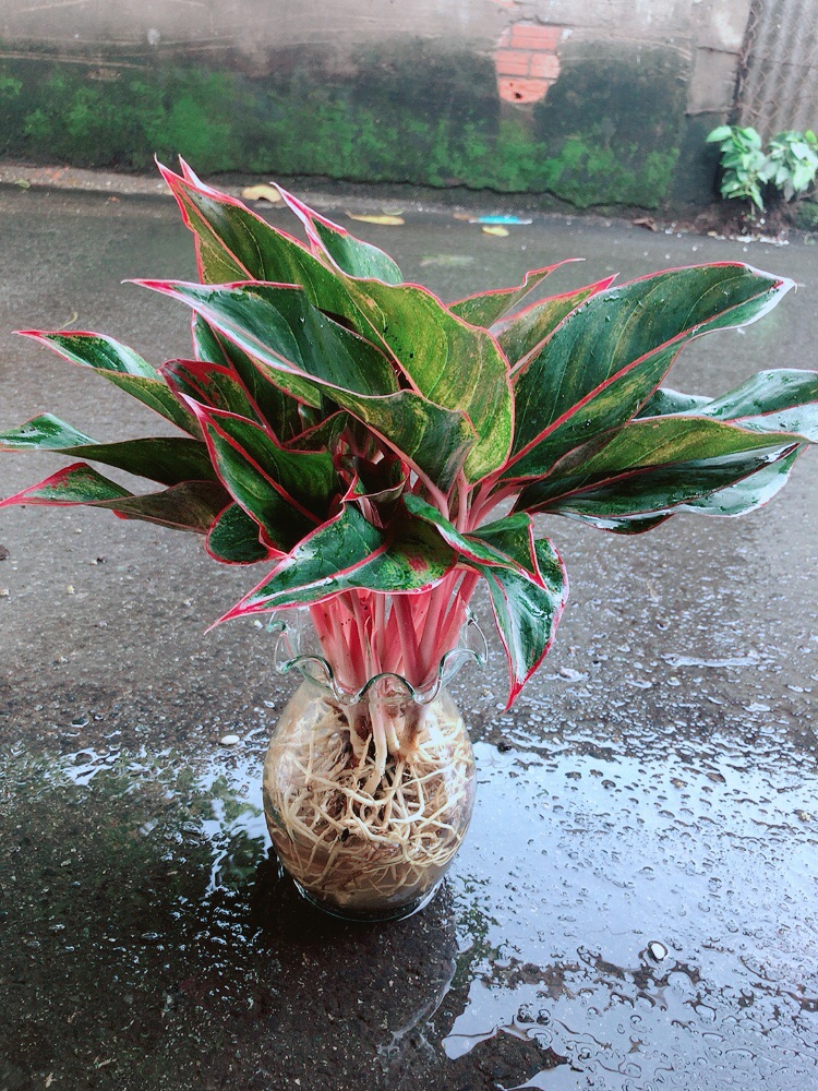 [HCM]Chậu Phú Quý Trồng Thuỷ Sinh