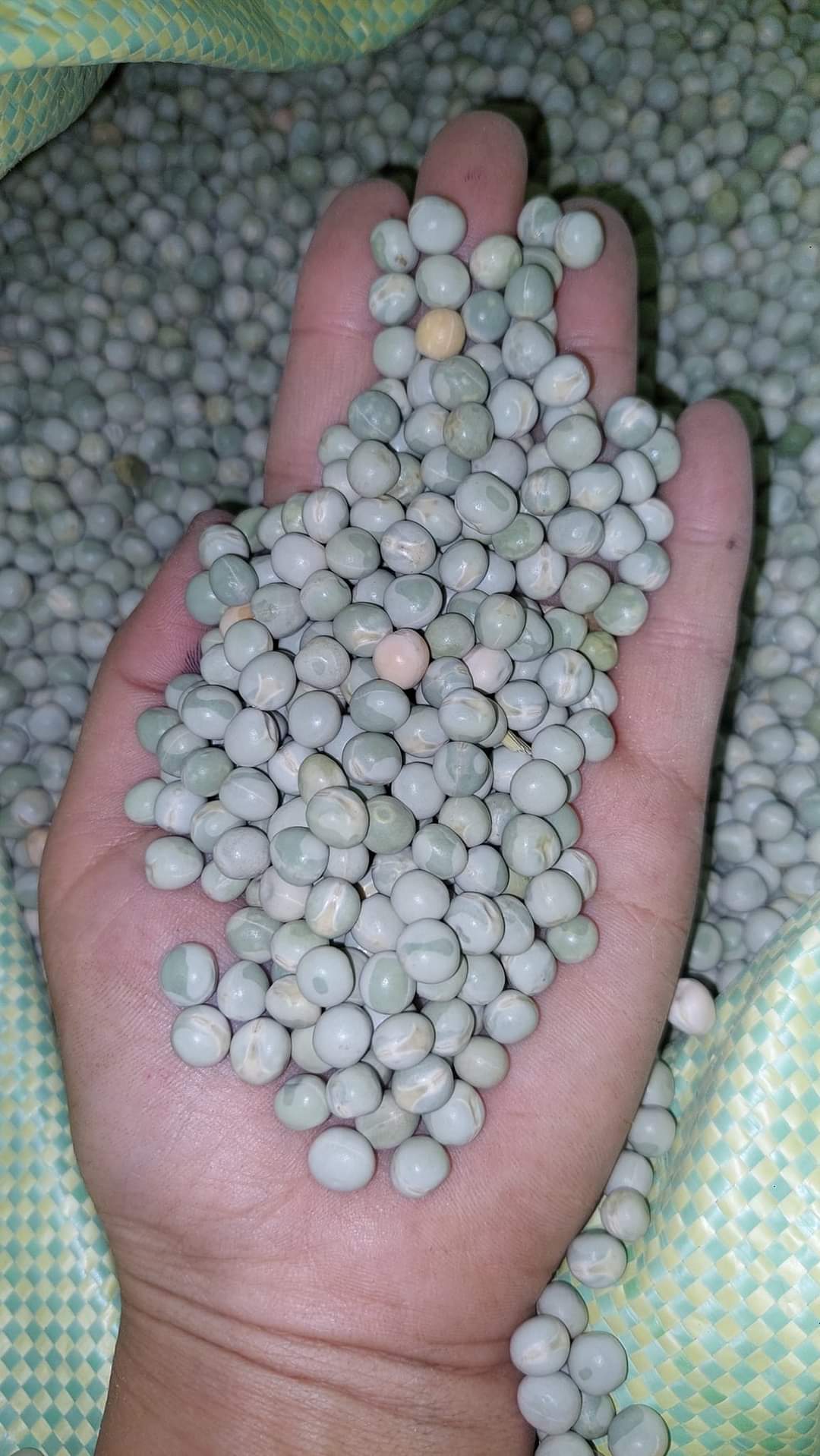 500GRAM ĐẬU HÀ LAN (HẠT SỐNG) (Hạt Dinh Dưỡng.Vn)