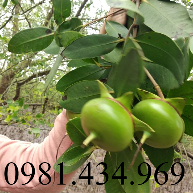 Cây Bần Chua -lz8