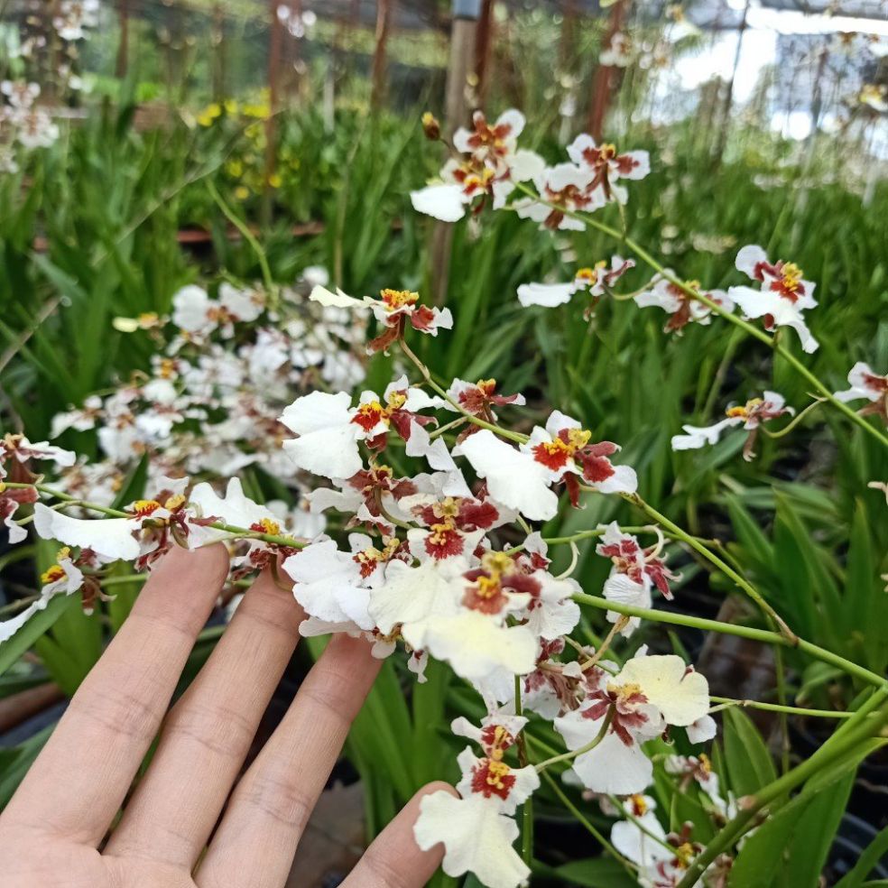 hoa lan vũ nữ bạch ngọc