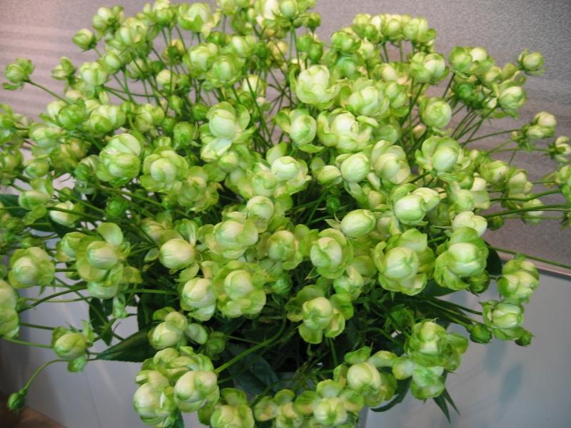 Cây Giống Hoa Hồng Xanh Lá