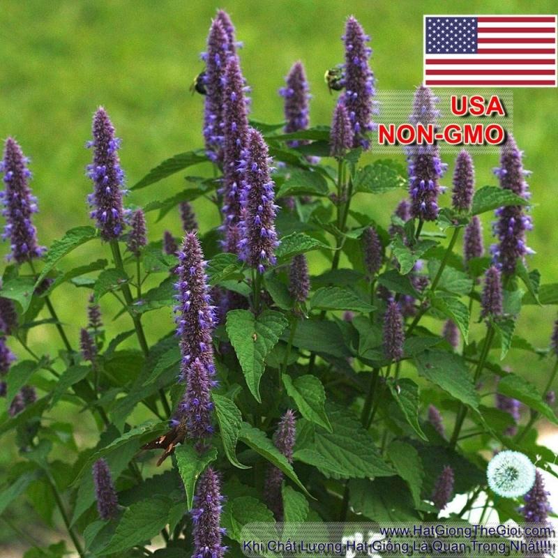 1GR 650.HAT Hạt Giống Bài Hương Hyssop (| C26*W43*M207)