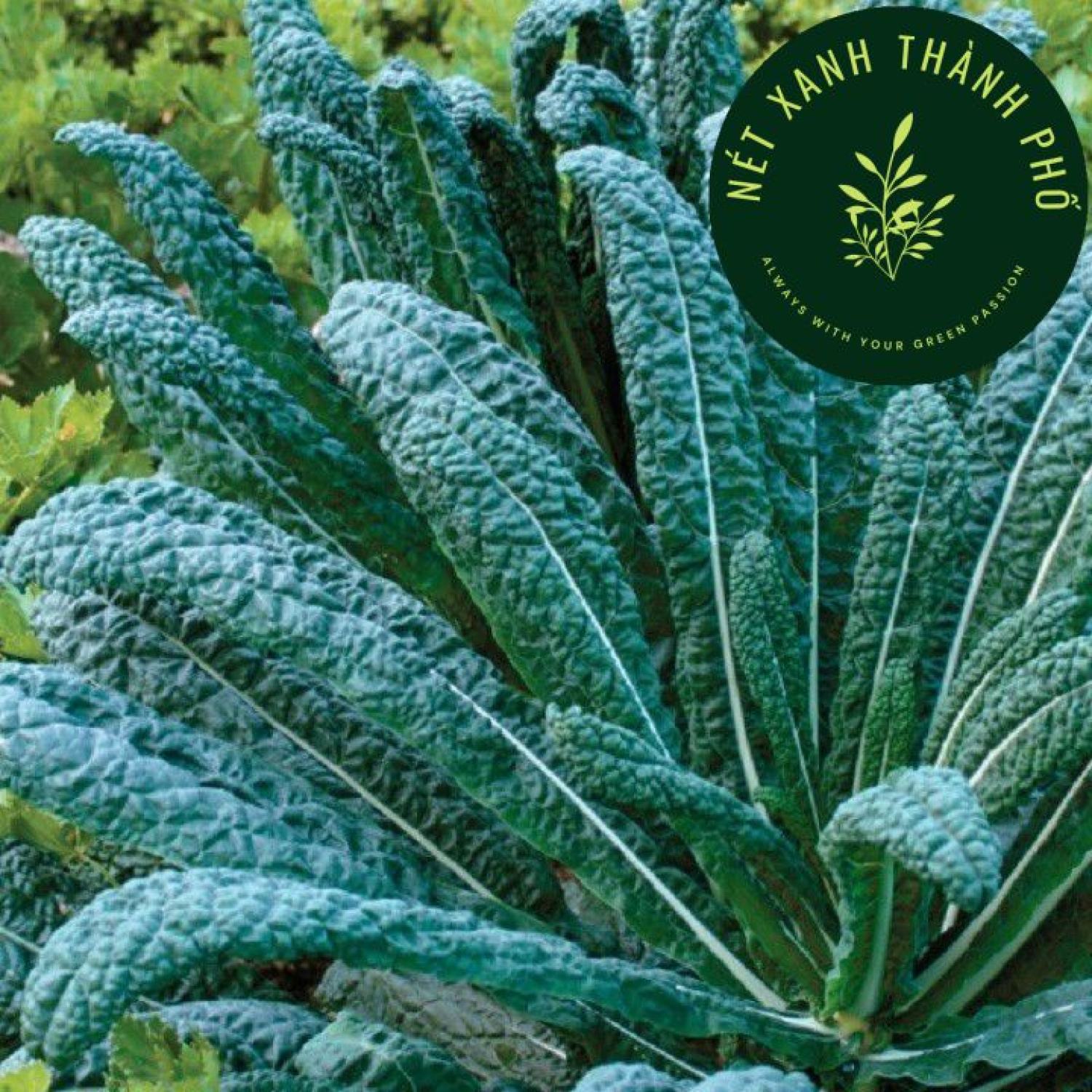 Hạt giống Kale Khủng long, cải Kale