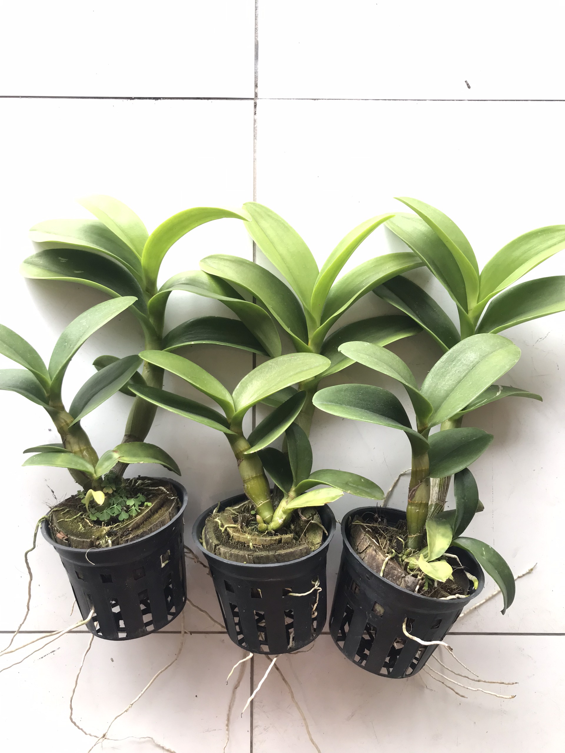 hoa lan nắng bò vàng