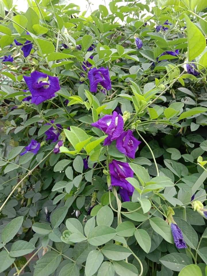 HẠT GIỐNG HOA ĐẬU BIẾC KÉP NHIỀU CÁNH ( gói 40 hạt)