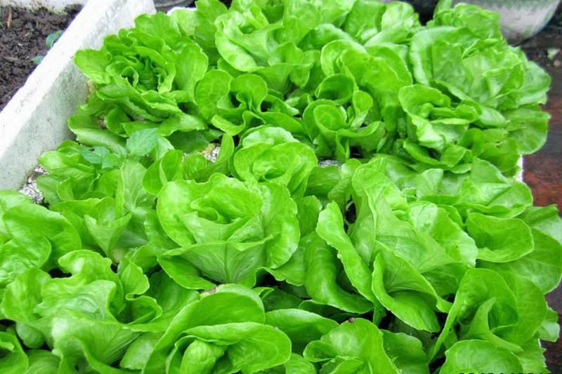 Hạt Giống Xà lách đăm xanh( 2gr/gói )
