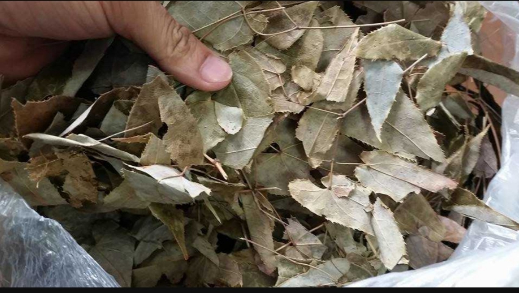 Lá dâm dương hoắc túi 500g