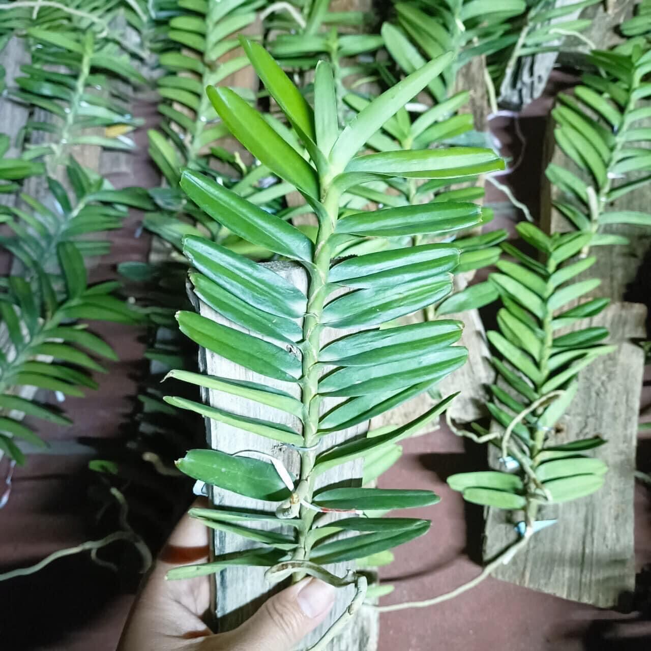 Hoa Lan cù lao minh(1 cây) vv