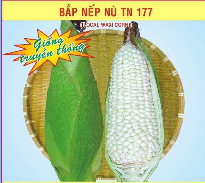 HẠT GIỐNG BẮP NẾP NÙ TN 177 (LOCAL WAXI CORN)