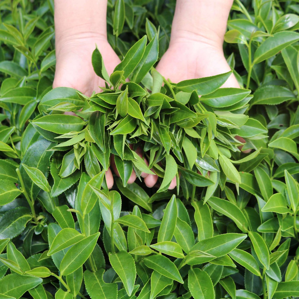 Trà Xanh DalatFarm - Túi 150 g