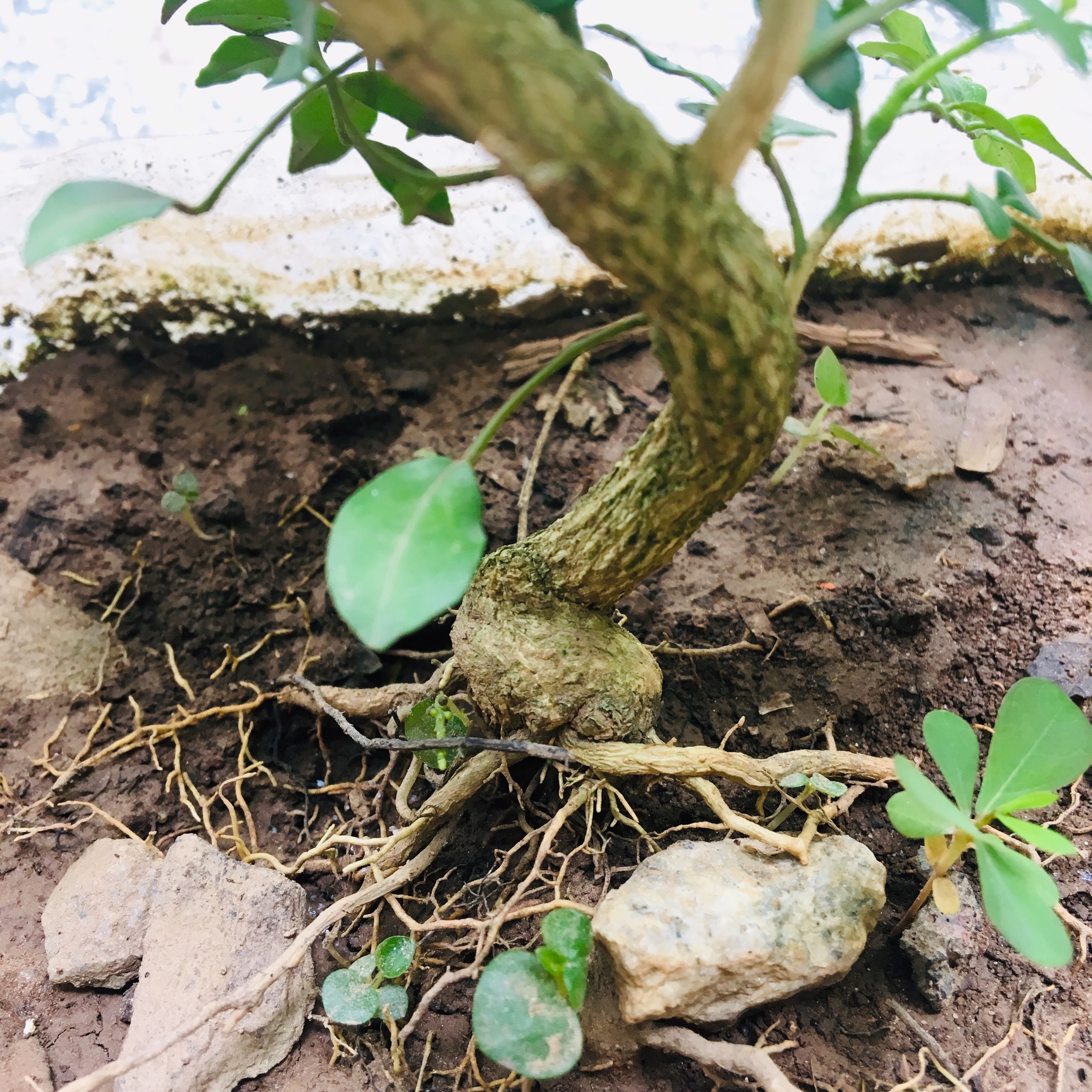 CÂY NGUYỆT QUẾ BONSAI MINI