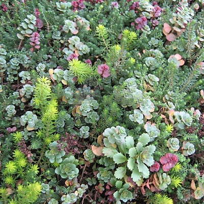 Hạt Giống Sen Đá Sedum Mix Chịu Hạn (50H)