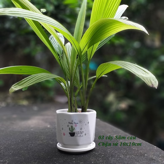 Chậu cây Sâm cau (03 cây/chậu)