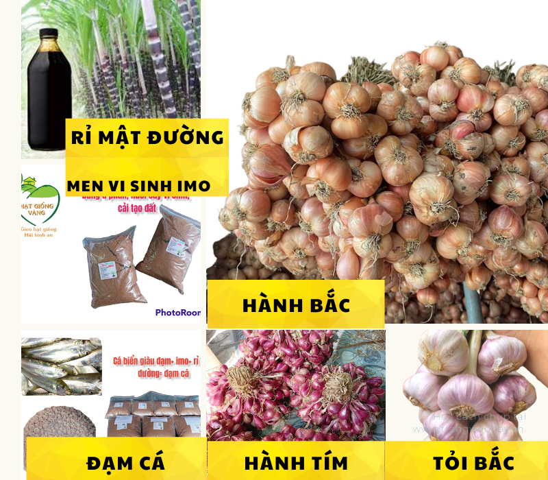 (SALE OFF)Hành bắc củ chắc mẩy thơm ngon