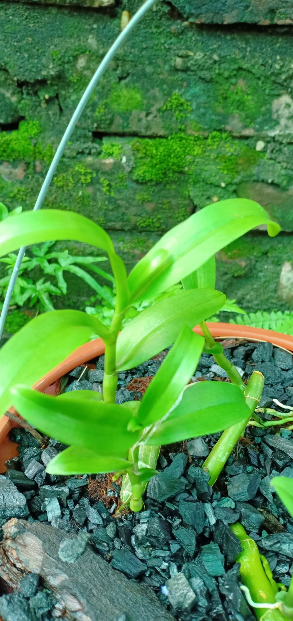 phong lan phi điệp ( ám mắt trâu phú thọ)