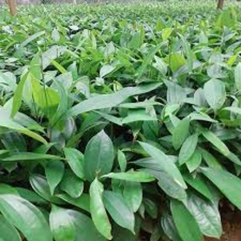 Cây giống Quế cây dược liệu quý, cây công trình chuẩn giống