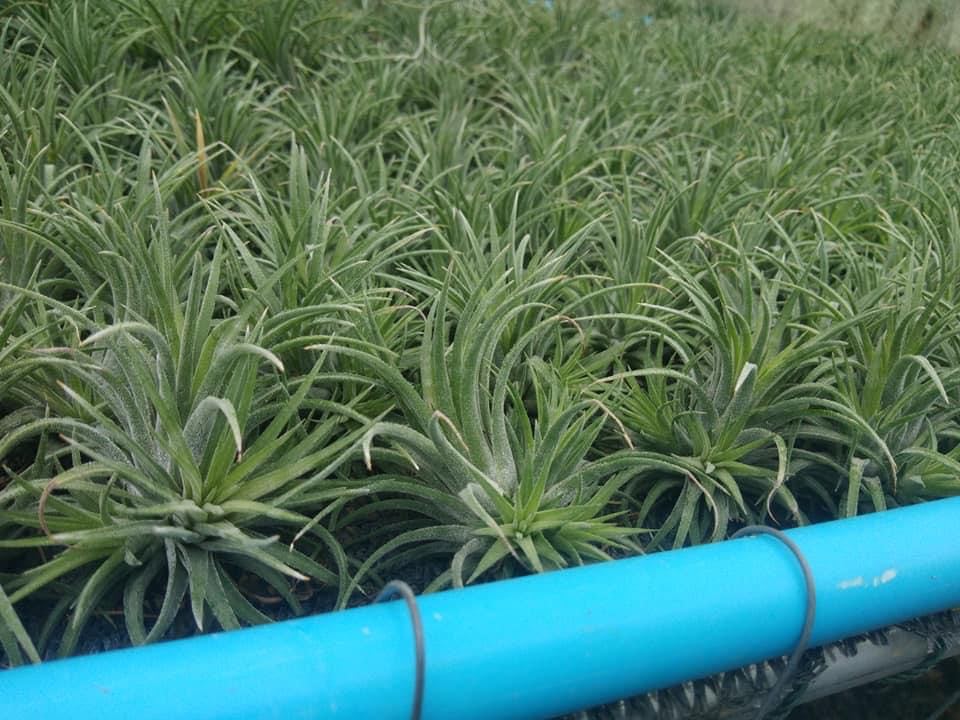 Cây không khí thạch thảo (size lớn)