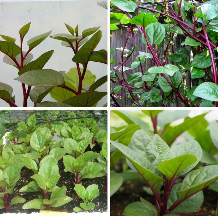 Hạt giống rau mồng tơi tím - gói 3gram