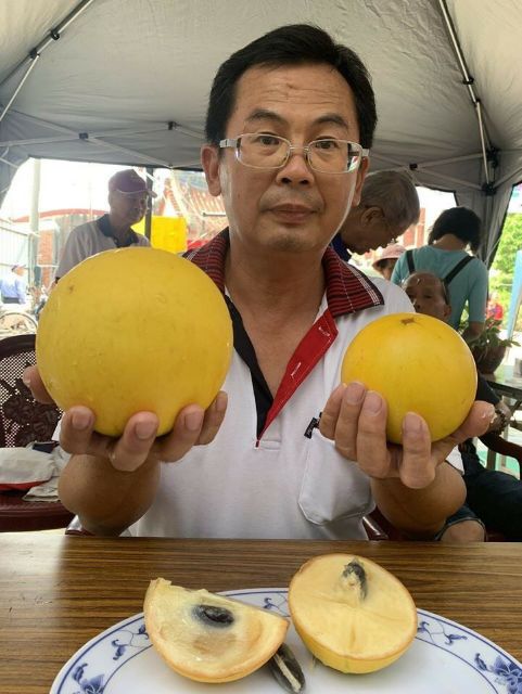Vú sữa Hoàng Kim...(giống mới)