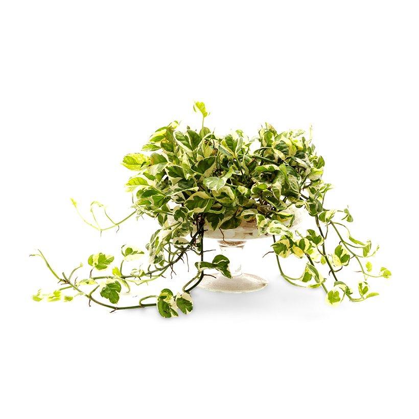 Trầu Bà Ngọc Thuỷ - Cây Cảnh Chậu Treo
