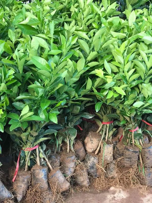 chanh tứ quý + Tặng 02 Cây Quế Giống
