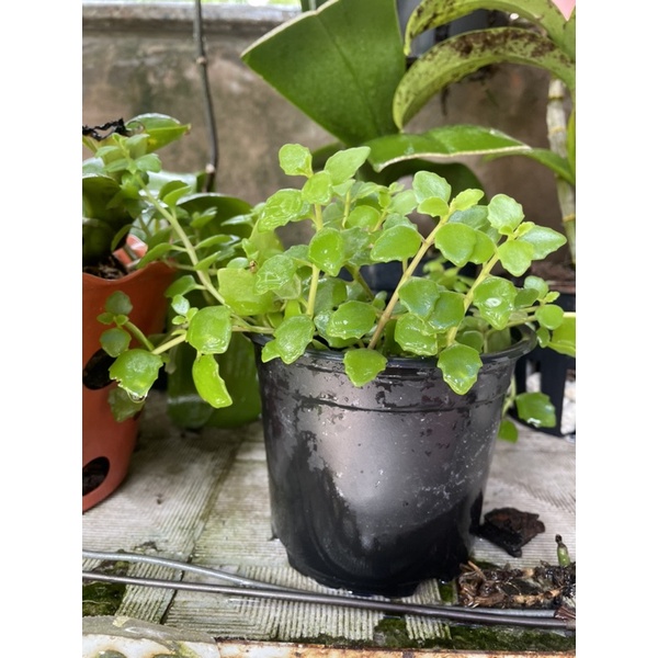 Cây Vảy Rồng 10cm