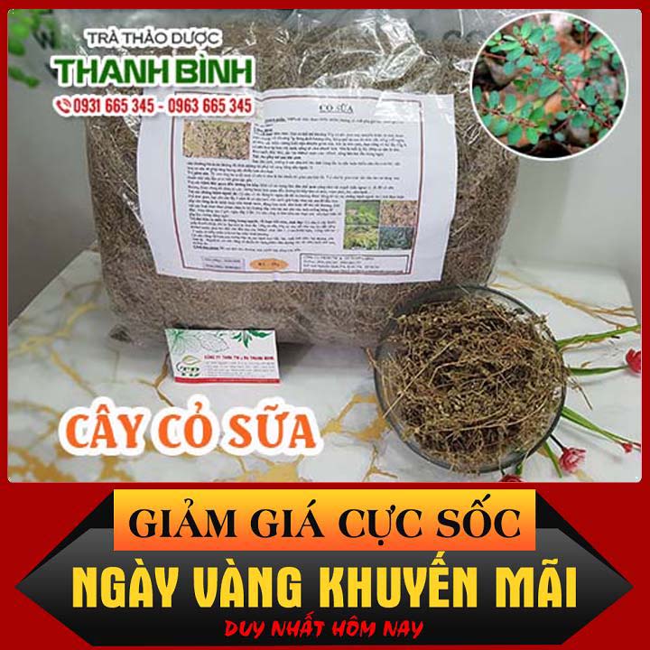 Cây cỏ sữa lá lớn 1kg - hàng công ty giá tốt