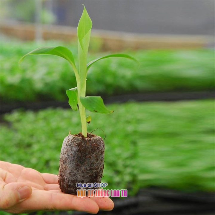 20 viên nén ươm hạt xơ dừa