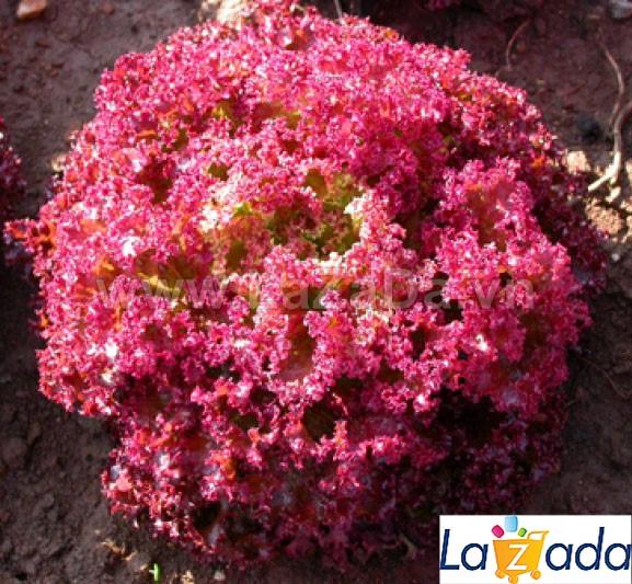 2gr hạt giống xà lách lollo rossa