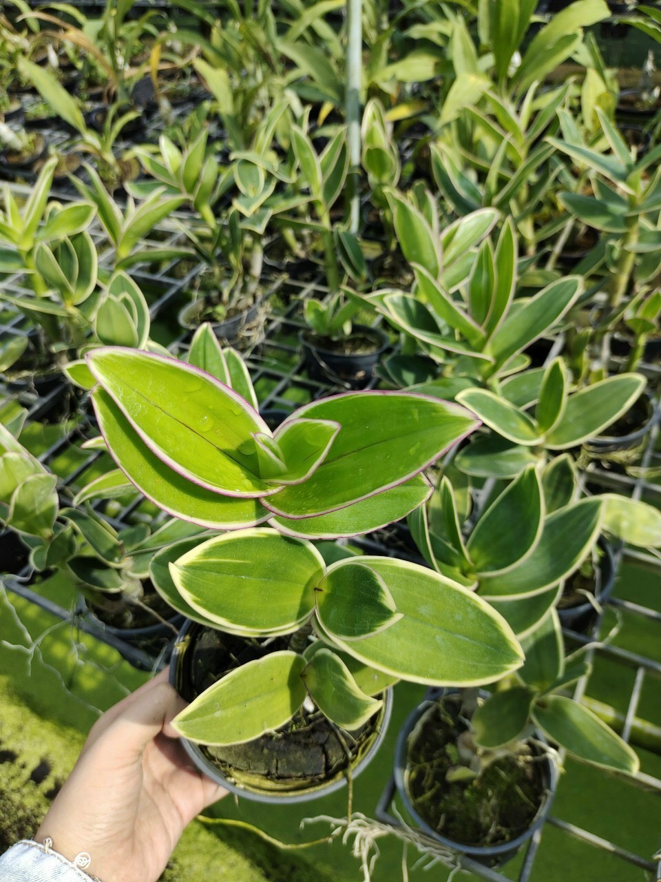 HOA LAN DENRO CHỚP LÁ BIÊN MÊKONG XANH
