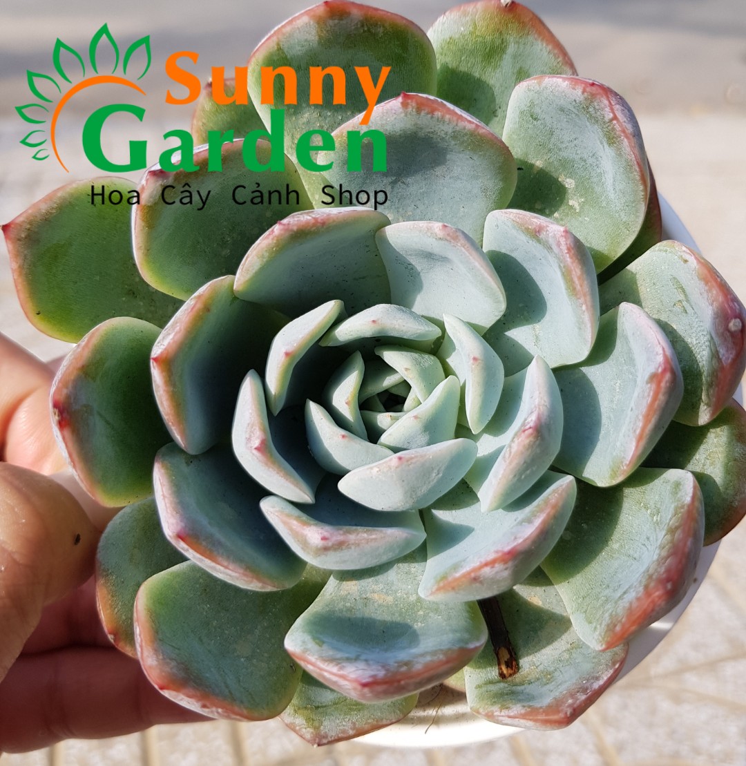 Sen Đá Xanh Viền Lửa Chậu Trung