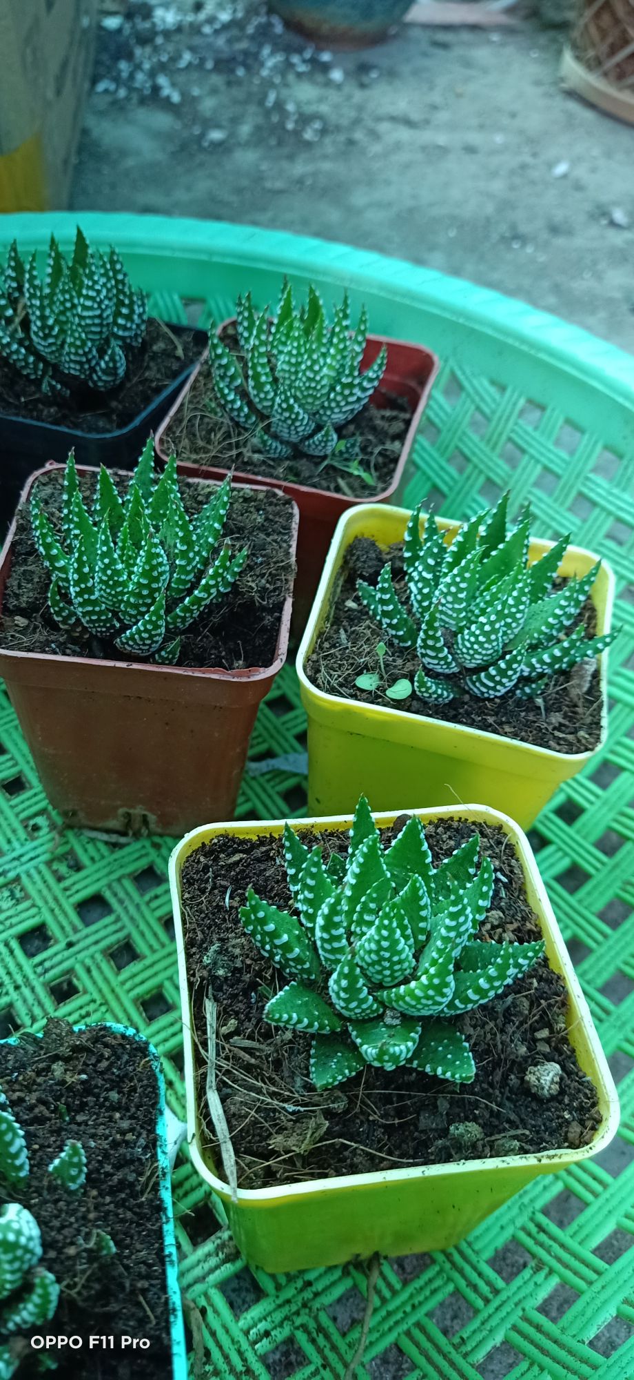sen đá móng phụng chấm bi cúp chậu vuông.
