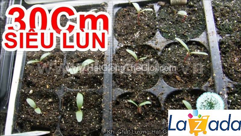 0.5GR 200.HẠT Hạt Giống Hoa Cúc Bách Nhật Siêu Lùn Mix (KD| -KD: B26*V72)