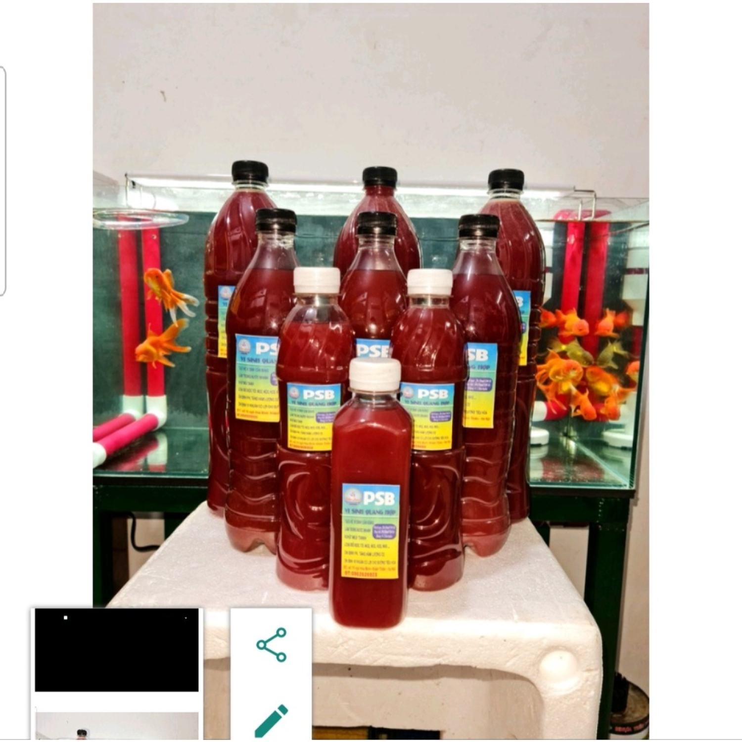 Vi sinh quang hợp PSB